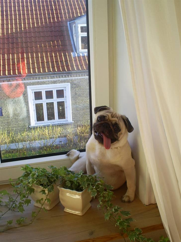 Mops Carlos billede 14