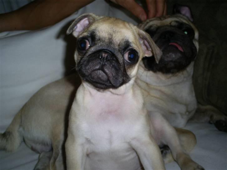 Mops Carla  billede 1