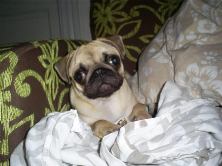 Mops Carla  billede 2