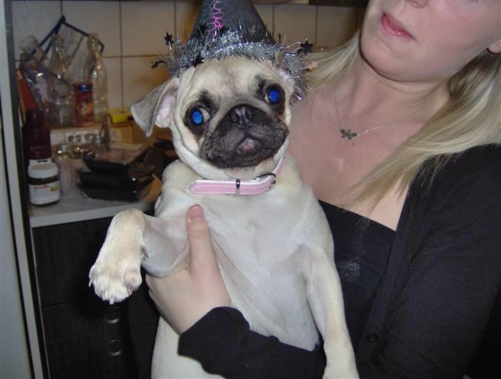 Mops Carla  billede 3