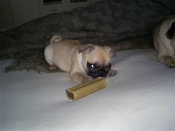 Mops Carla  billede 4