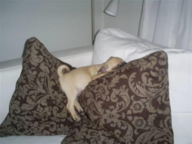 Mops Carla  billede 5