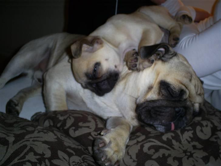 Mops Carla  billede 6