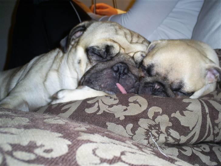 Mops Carla  billede 7