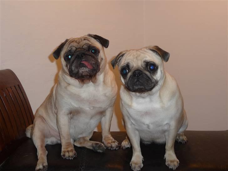 Mops Carla  billede 8