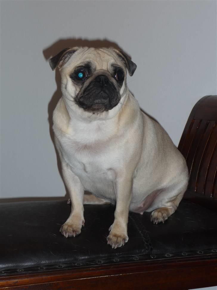 Mops Carla  billede 9