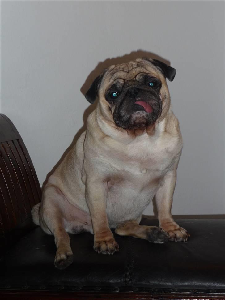 Mops Carlos billede 15