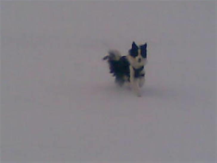 Border collie Filla billede 18