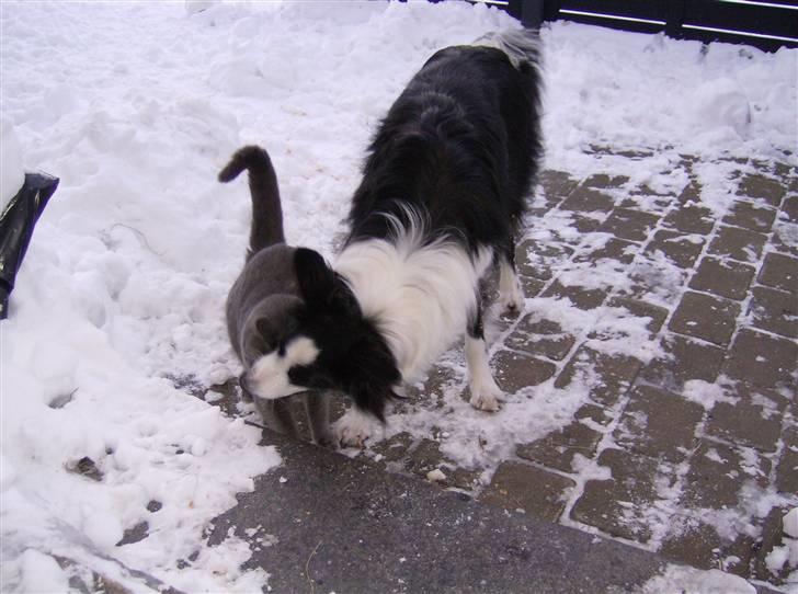 Border collie Filla billede 19