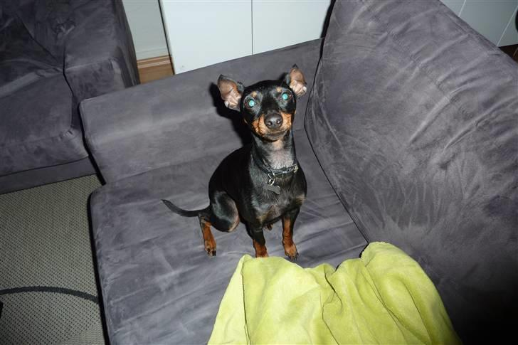 Engelsk toy terrier Lucca billede 7