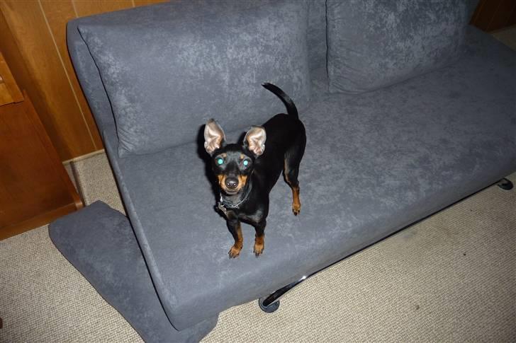 Engelsk toy terrier Lucca billede 8