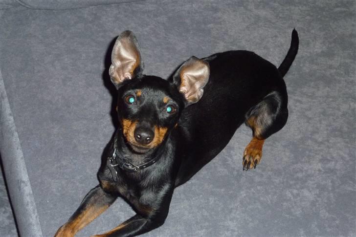 Engelsk toy terrier Lucca billede 9