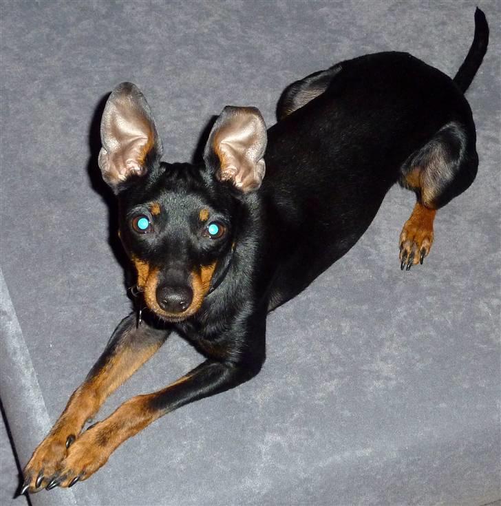 Engelsk toy terrier Lucca billede 10