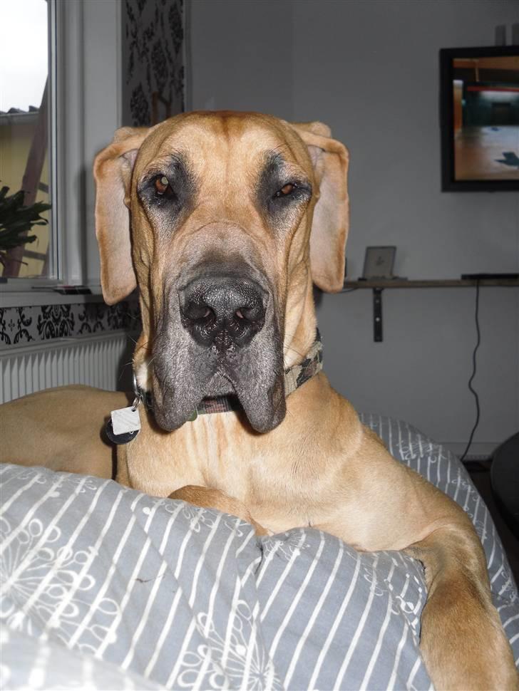 Grand danois Canto - At se overlegen ud billede 18