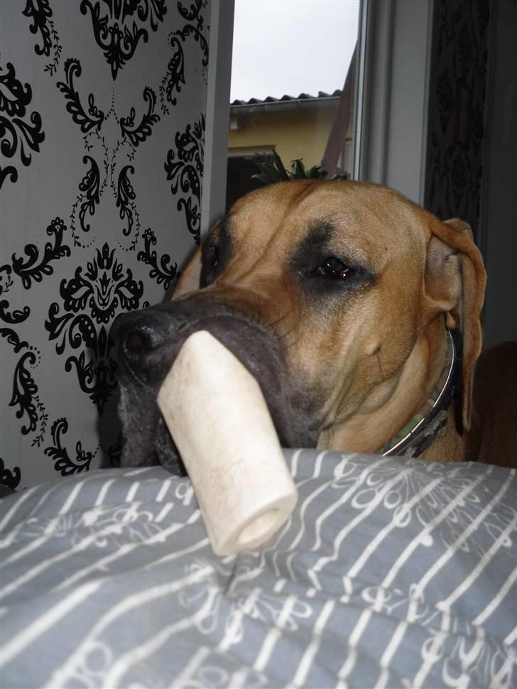 Grand danois Canto - Nårrh ja det er ikk altid man rammer plet.. billede 19