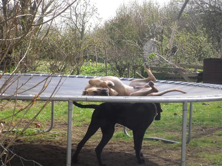 Grand danois Canto - Skaber sig på trampolinen som er højt elsket og nu flyttet over i den anden have.. Øvøv. billede 20