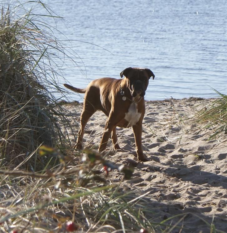 Boxer Verona ( Fie )  ( RIP 10. jan. 2011) billede 4