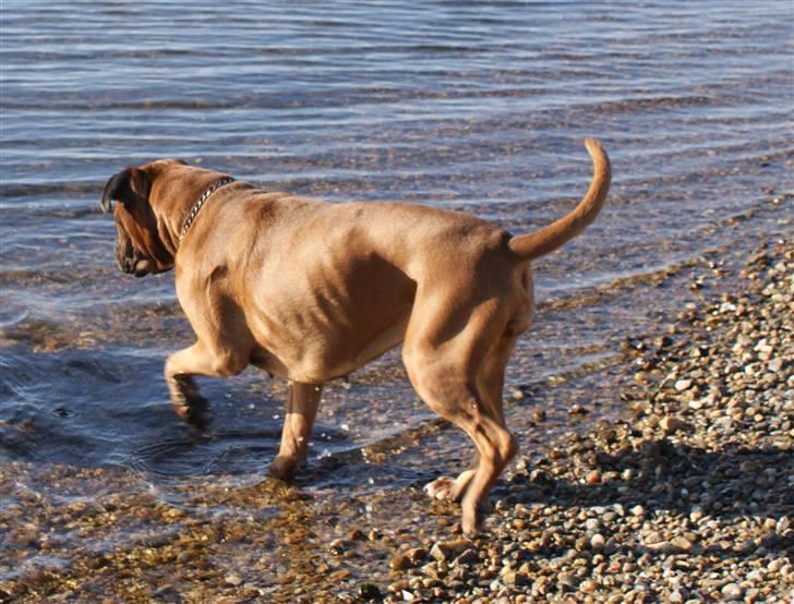 Boxer Verona ( Fie )  ( RIP 10. jan. 2011) billede 22