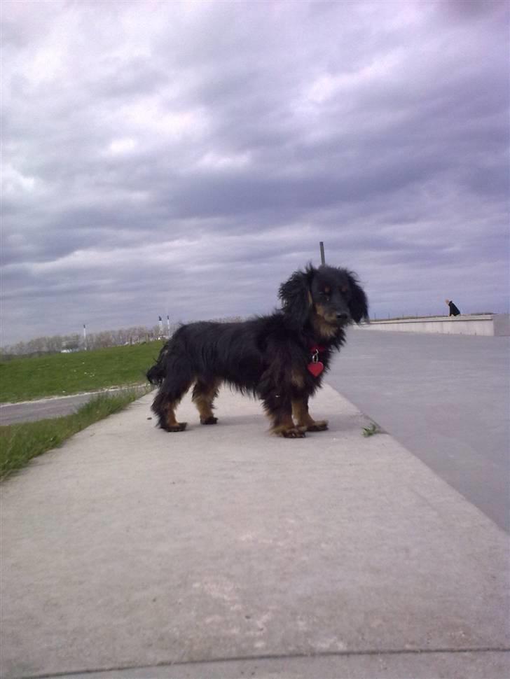 Miniature gravhund Jasmin billede 3