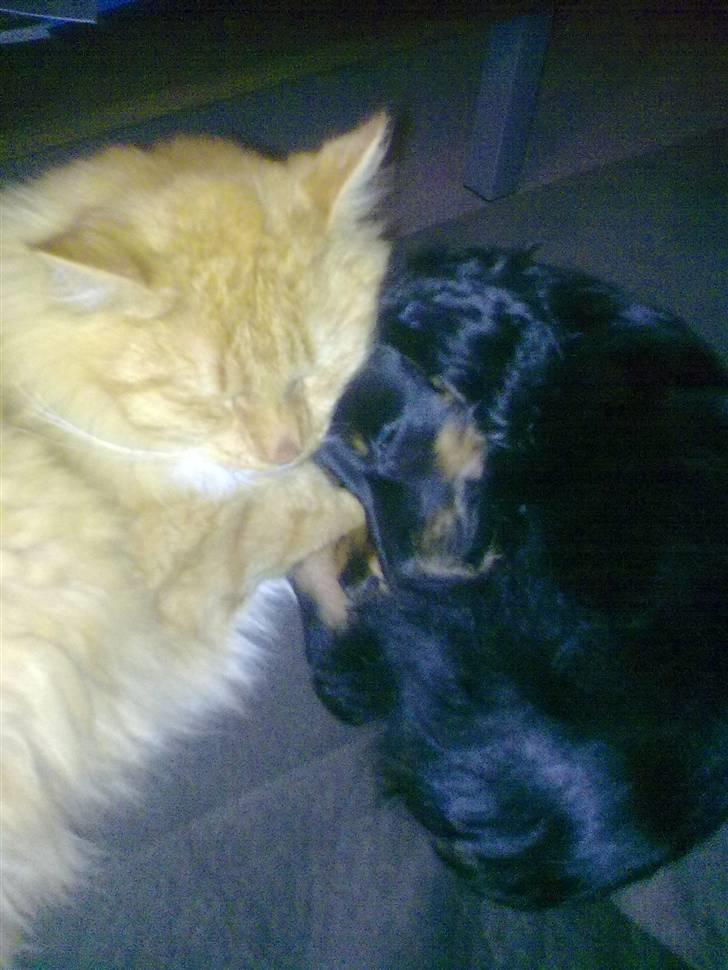 Miniature gravhund Jasmin billede 4