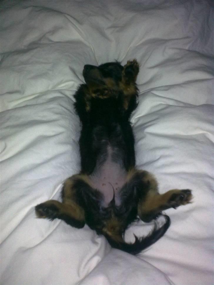 Miniature gravhund Jasmin billede 5