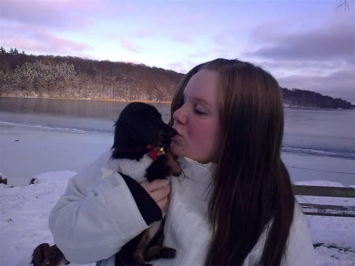 Miniature gravhund Jasmin billede 6