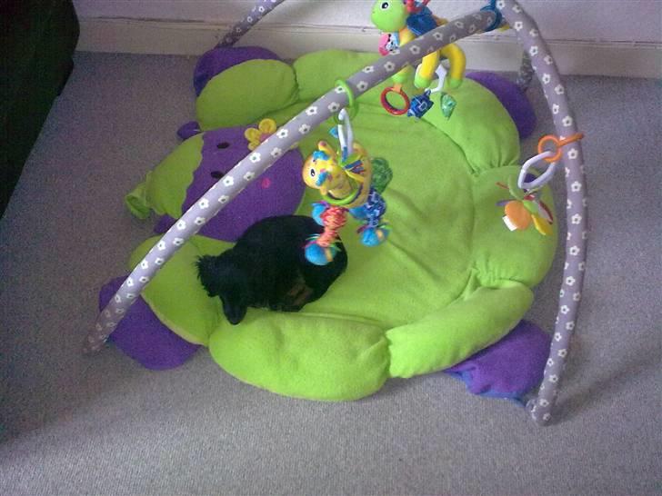 Miniature gravhund Jasmin billede 7