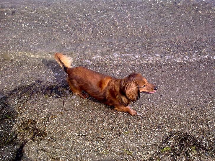 Dværggravhund King Kong billede 8