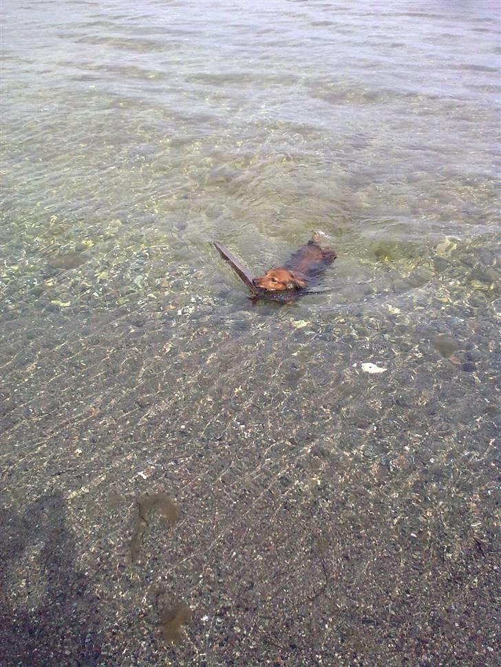 Dværggravhund King Kong billede 9