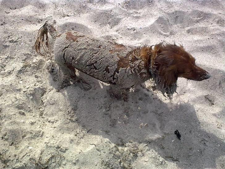 Dværggravhund King Kong billede 10