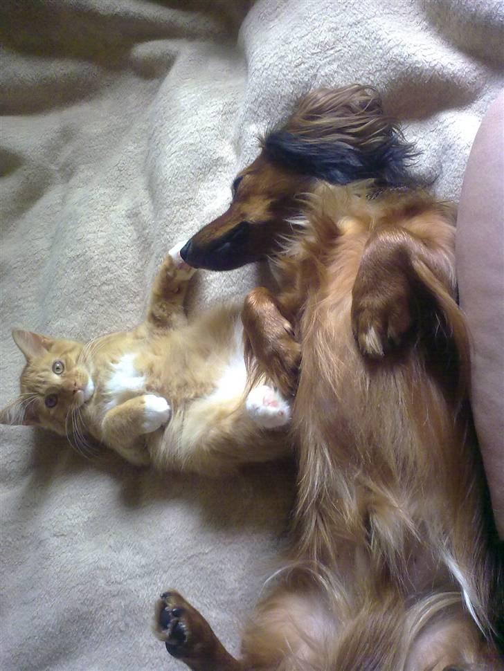 Dværggravhund King Kong billede 12