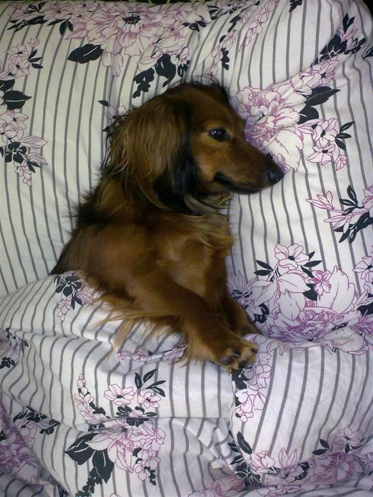 Dværggravhund King Kong billede 13