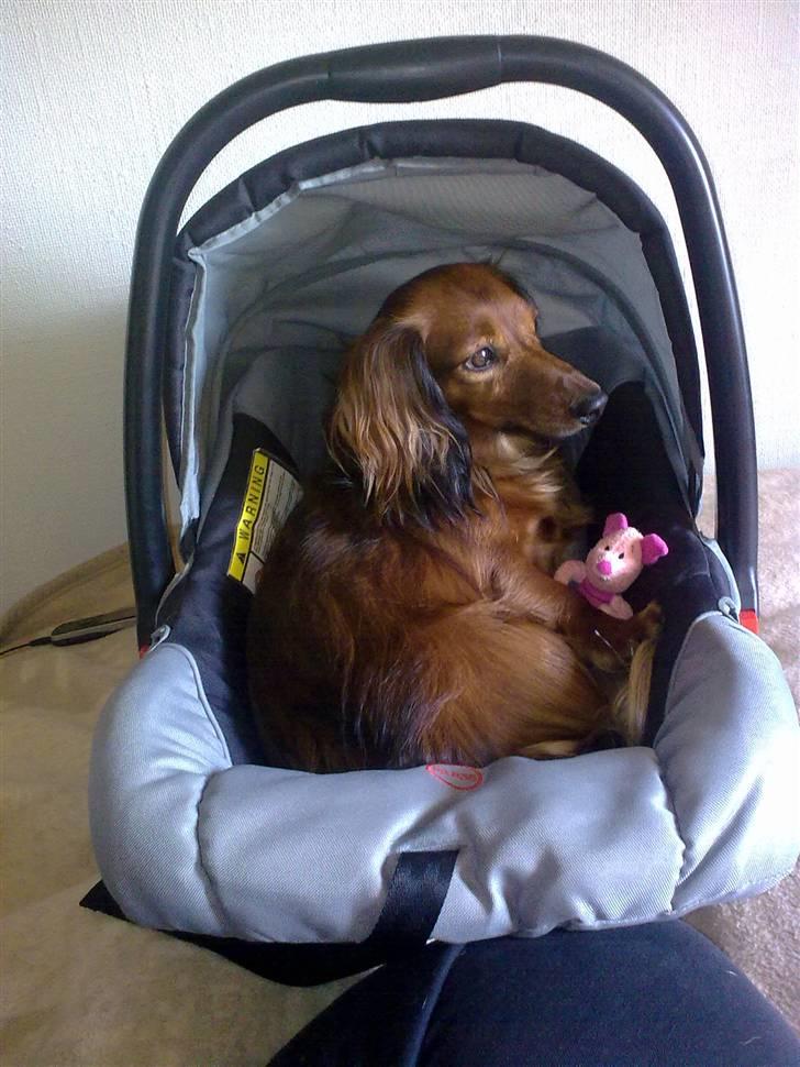 Dværggravhund King Kong billede 14