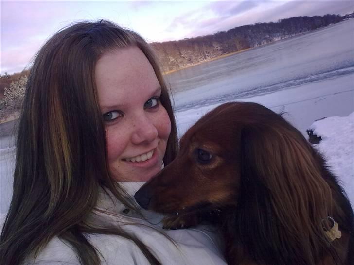 Dværggravhund King Kong billede 15