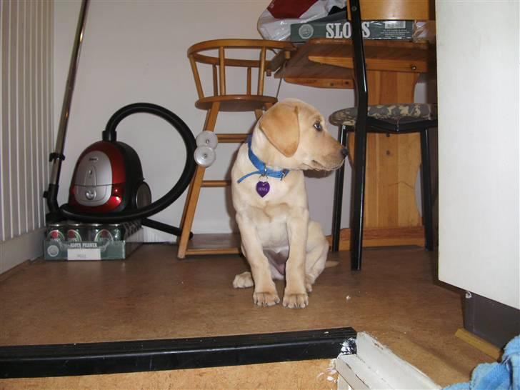 Labrador retriever Senta [BABY] billede 10