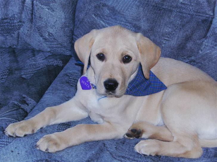 Labrador retriever Senta [BABY] billede 11
