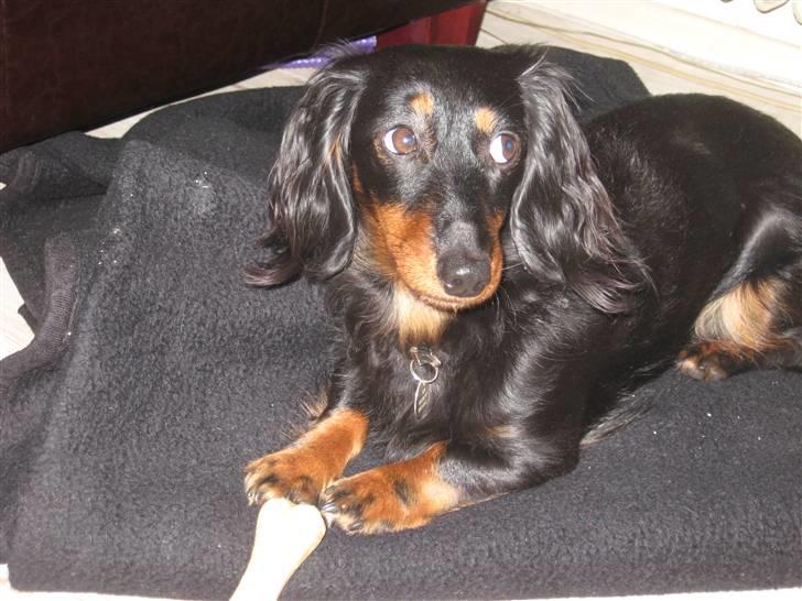 Dværggravhund Pixi billede 3