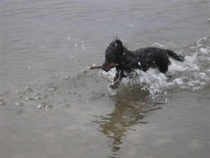 Dværggravhund Pixi billede 4
