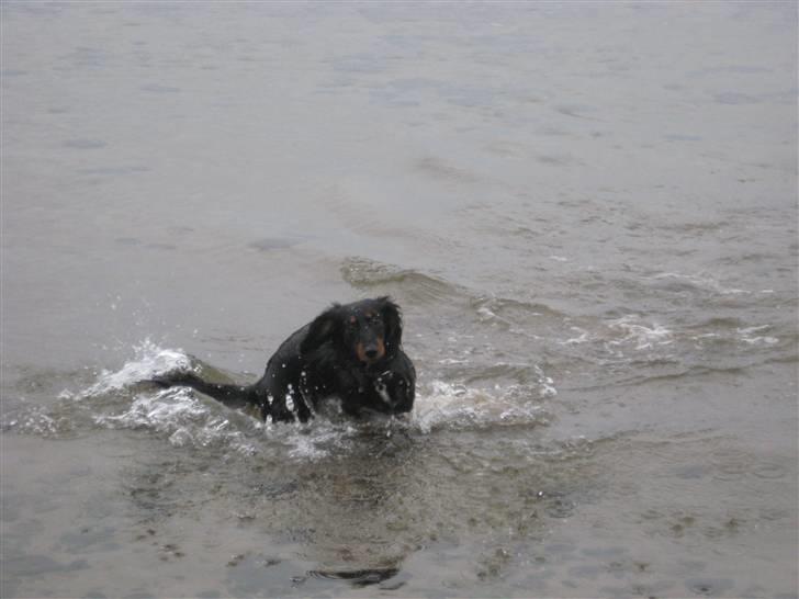 Dværggravhund Pixi billede 5