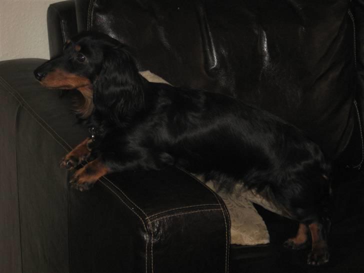 Dværggravhund Pixi billede 6