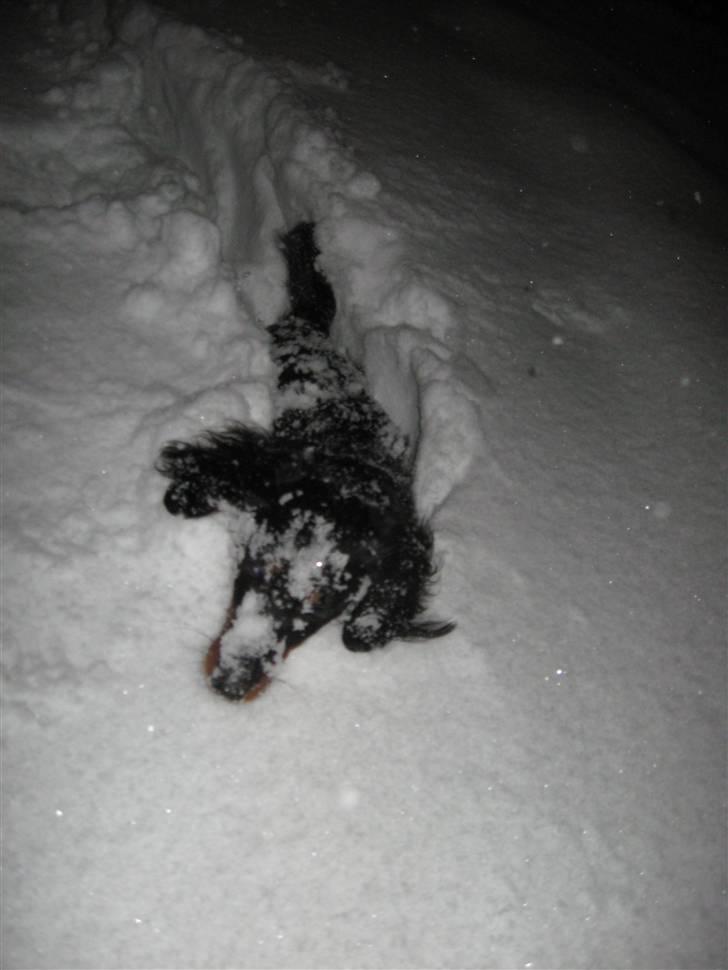 Dværggravhund Pixi billede 8