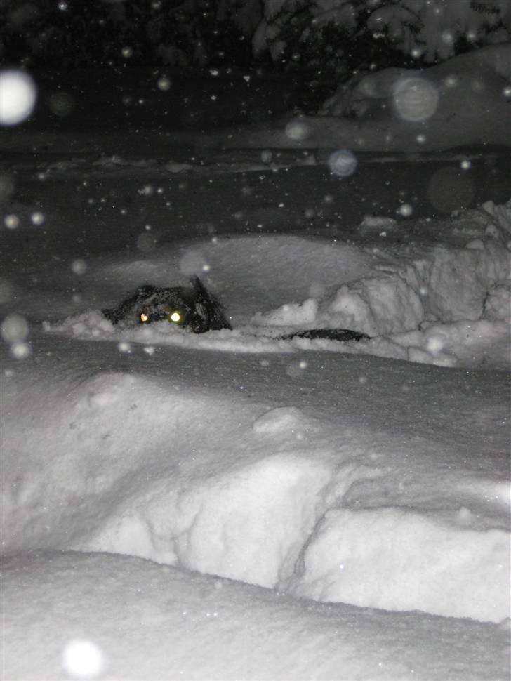 Dværggravhund Pixi billede 9