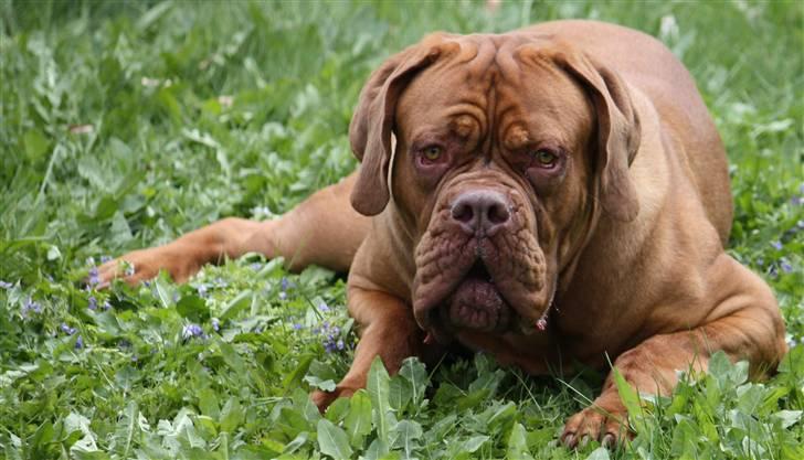 Dogue de bordeaux Shadow of Oak Bombay - Nyt Maj 2010 billede 6