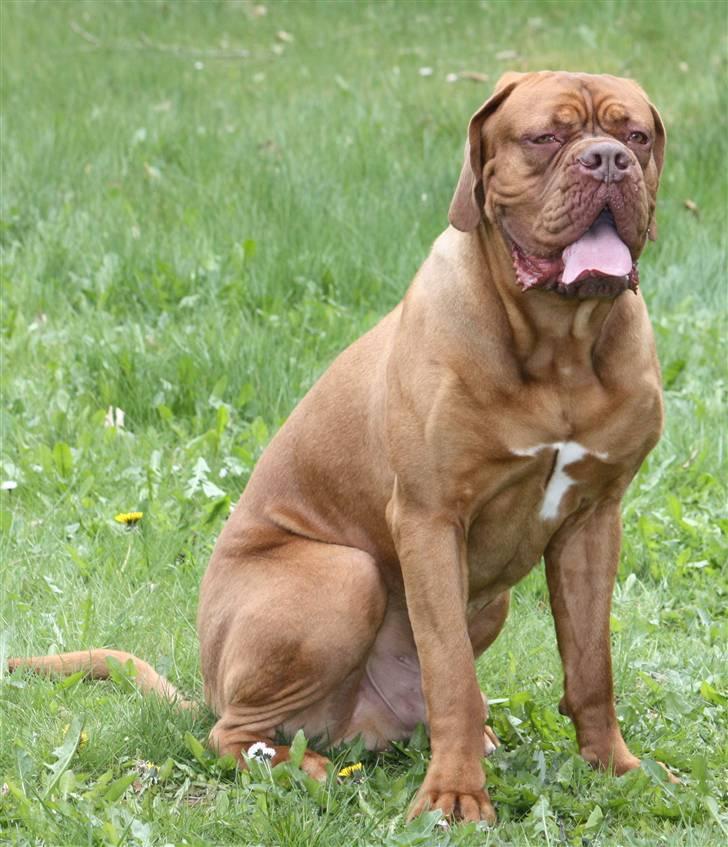 Dogue de bordeaux Shadow of Oak Bombay - Nyt Maj 2010 billede 8