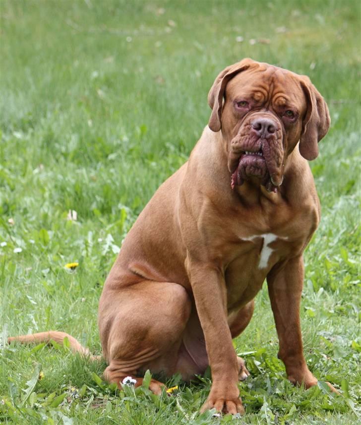 Dogue de bordeaux Shadow of Oak Bombay - Nyt Maj 2010 billede 9
