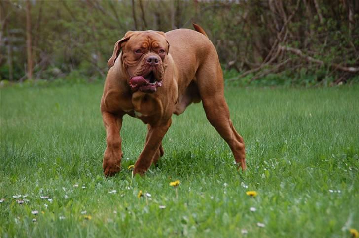 Dogue de bordeaux Shadow of Oak Bombay - Nyt Maj 2010 billede 10