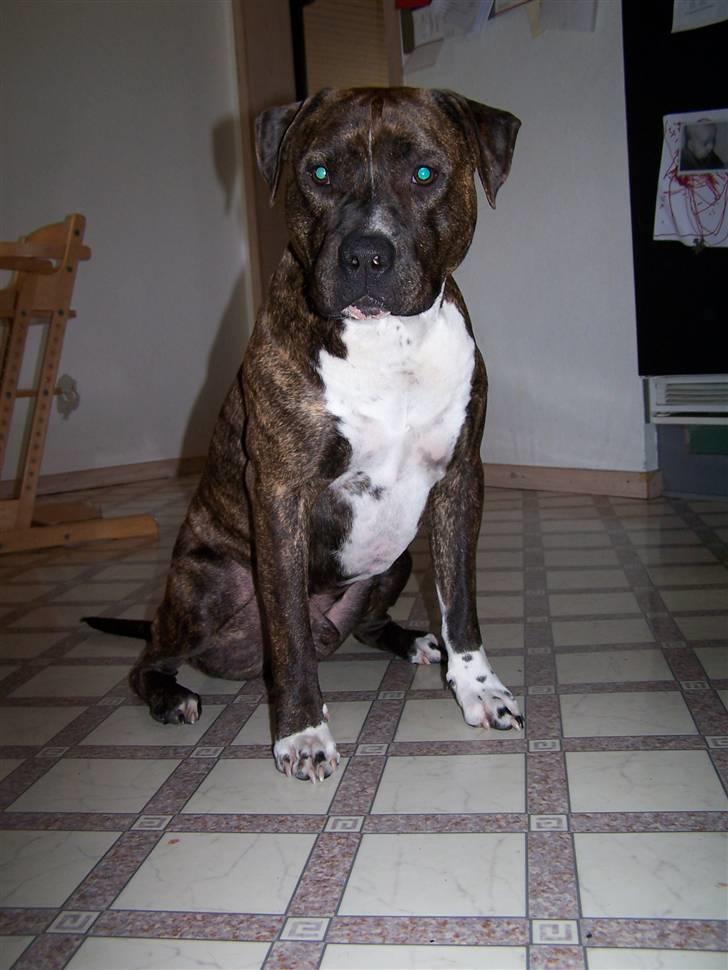 Amerikansk staffordshire terrier Lloyd *Himmelhund* billede 1