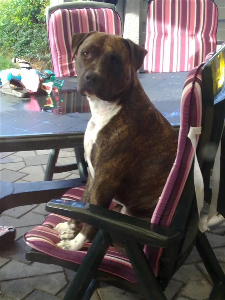 Amerikansk staffordshire terrier Lloyd *Himmelhund* billede 2