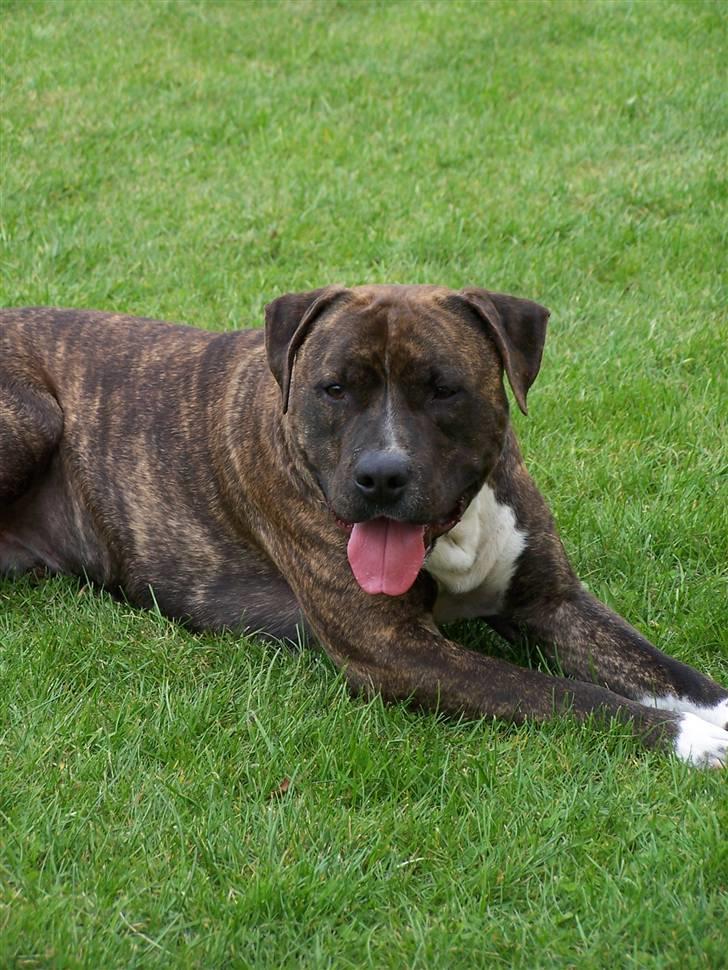 Amerikansk staffordshire terrier Lloyd *Himmelhund* billede 3