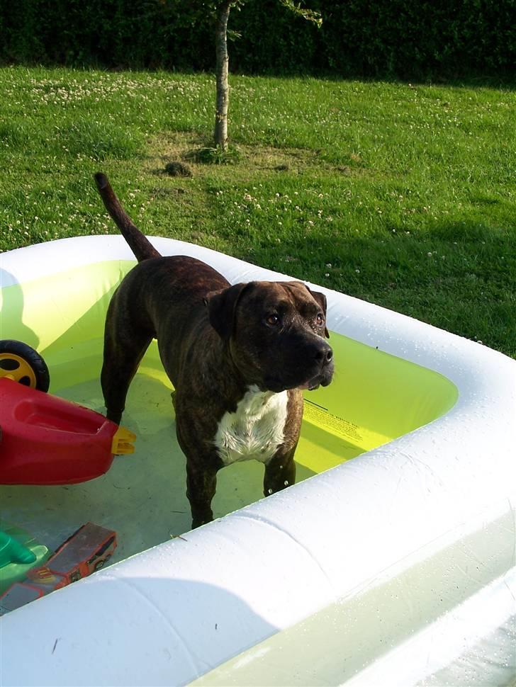 Amerikansk staffordshire terrier Lloyd *Himmelhund* billede 4